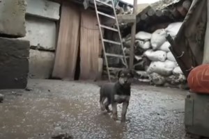 Εδεσσα: 26χρονος με αναπηρία έχει... 1600 στρατιωτικά μπρελόκ και μετάλλια - Επαινος από τον Γ.Γ. του ΝΑΤΟ [εικόνες] - εικόνα 2