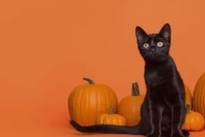 "Τα κατοικίδια είναι αποσκευές": Απόφαση του Ευρωπαϊκού Δικαστηρίου μετά την απώλεια της σκυλίτσας Μόνα που χάθηκε στο αεροδρόμιο - εικόνα 3