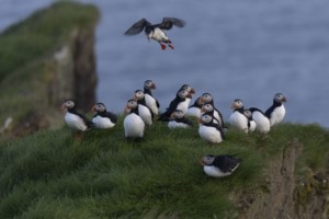 Πώς μπορείτε να αγοράσετε νησί που ανήκε στη βασιλική οικογένεια στην τιμή μιας κατοικίας - Στην Ουαλία