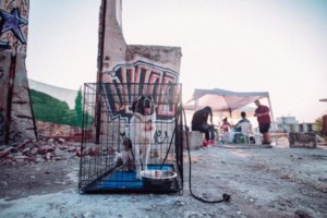 Χάσκι έσωσε τη γειτονιά του: Εντόπισε διαρροή αερίου που θα μπορούσε να προκαλέσει έκρηξη - εικόνα 2