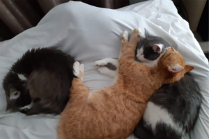 Απίστευτη κτηνωδία στο Μεσολόγγι: Πυροβόλησαν και σκότωσαν φλαμίνγκο [εικόνες] - εικόνα 2