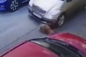 Φρικτός θάνατος για 68χρονη στα Λιόσια: Την κατασπάραξε αγέλη σκύλων σε σκραπατζίδικο