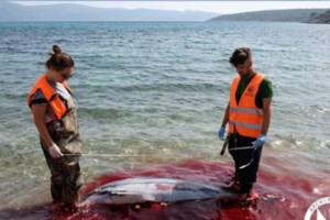 Τρομακτικό: Ρεκόρ νεκρών δελφινιών ξεβράζεται στις ακτές της Γαλλίας [ΕΙΚΟΝΕΣ] - εικόνα 4