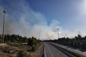 Ο σκυλάκος στο Μαρτίνο που σώθηκε την τελευταία στιγμή από την μεγάλη φωτιά- Με εγκαύματα στα πόδια