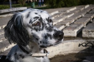 Κτηνωδία στην Πάργα: Πυροβόλησε και σκότωσε σκύλο μπροστά σε παιδιά