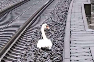 Σοκ στη Ρώμη: Εκατοντάδες νεκρά πουλιά λόγω πυροτεχνημάτων - "Μπορεί να πέθαναν από φόβο" [Βίντεο] - εικόνα 2