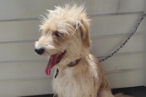 Εκκληση βοήθειας για τα σκυλάκια του Δήμου Αγ. Δημητρίου που "λιώνουν" σε κλουβιά - "Περιμένουν να γεράσουν και να πεθάνουν"