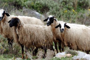 Αποτροπιασμός στην Καβάλα: Πέταξαν γάτα στη θάλασσα και την τραβούσαν βίντεο