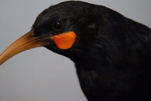 Πανεπιστήμο Θεσσαλίας: Πανοπλία 3.500 ετών τεκμηριώνει την πολεμική τεχνολογία των αρχαίων Ελλήνων [εικόνες] - εικόνα 3