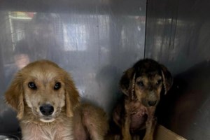 Αυτά τα μεταξωτά πλάσματα γεννήθηκαν ανεπιθύμητα και βρέθηκαν παρατημένα κάπου στην ελληνική επαρχία