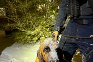 Η αφοσίωση ενός σκύλου που επί 10 χρόνια δεν έφυγε από τον τάφο του ανθρώπου του και ο νόμος "Κοβέιρο"