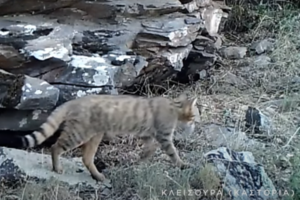 ΔΕΣΦΑ: Εξετάζεται η κατασκευή αγωγού φυσικού αερίου προς τα Ιωάννινα