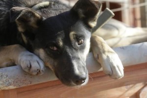 Ευλογιά των πιθήκων: Στα 50 τα κρούσματα στην Ελλάδα - Όλοι άνδρες με μέση ηλικία τα 36 έτη - εικόνα 2