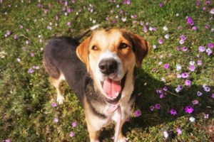 Βιβλίο: Με Τα Μάτια Του Σκύλου Μας - Ο Cesar Milan ο πιο περιζήτητος "μάγος" σκύλων απαντά - εικόνα 2