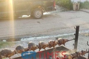 Τριπλασιάστηκαν οι καταγγελίες κακοποίησης ζώων το 2023 - 370 συλλήψεις και 2.000 πρόστιμα - εικόνα 3