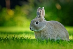 Παγώνη: Πώς προστατευόμαστε από τη θαλάσσια ανεμώνη που εντοπίζεται φέτος σε ελληνικές θάλασσες - Τι κάνουμε αν μας τσιμπήσει