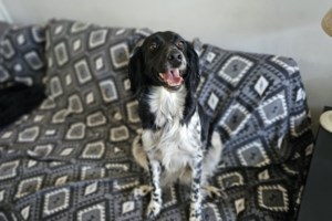 "To βήμα του σκύλου οδηγού": Το βιβλίο γι' αυτόν που τρέχει μπροστά από τον άνθρωπο, ανοίγοντάς του δρόμο στη ζωή - εικόνα 3