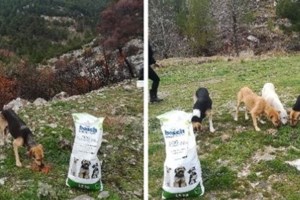 Απεργία κτηνιάτρων: Γιατί κλείνουν τα ιατρεία - Εκνευρισμός για υποχρεωτικές στειρώσεις, DNA, και χαράτσι των 150 ευρώ - εικόνα 5