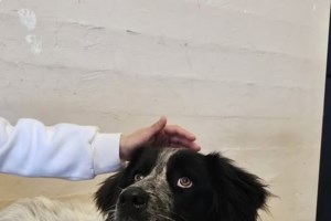 Τα ζώα δεν είναι παιχνίδια - Η μικρούλα, βρέθηκε με τα αδελφάκια της σε κούτα στη Νίκαια - εικόνα 2