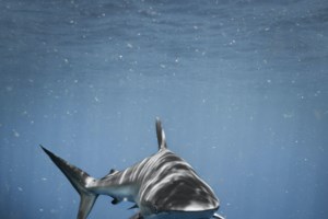 Κρήτη: Ξεβράστηκε καρχαρίας σε παραλία της Κισσάμου [εικόνες] - εικόνα 3