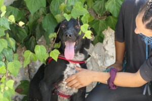 Θεσσαλονίκη: Οδηγός περνάει με το αυτοκίνητό του πάνω από σκυλάκι ενώ το έχει δει - Βίντεο σοκ