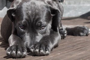 "Συγγνώμη κοριτσάκι μου για το είδος μας": Πέθανε η Νίκη, το σκελετωμένο boxer που είχε βρεθεί αλυσοδεμένο - εικόνα 2