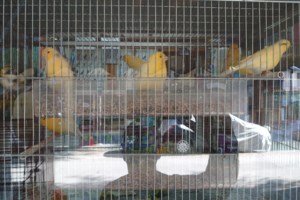 Το μεγαλείο της φύσης: Χιλιάδες πουλιά "χορεύουν" στον ουρανό - Εντυπωσιακές εικόνες - εικόνα 2