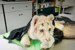 Αγώνας μήπως και σωθεί το μικρό τιγράκι που εγκαταλείφθηκε σε κάδο σκουπιδιών - Την επόμενη εβδομάδα η κρίσιμη απόφαση