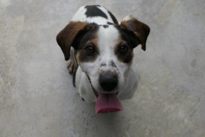 Σώστε ένα αδεσποτάκι: Η Πανακότα - Είσαι άνθρωπος; Είσαι φίλος της. Είσαι γνωστός ή άγνωστος; Είσαι φίλος της