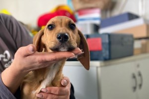 Σώστε ένα αδεσποτάκι: Ο Ιάσονας, ένα σύννεφο χαράς και απαλότητας που θα σας ομορφύνει τη ζωή - εικόνα 3