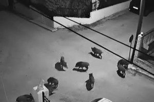 Νυχτερινός εφιάλτης τα αγριογούρουνα στη Λαμία - Καταστρέφουν καλλιέργειες, κόβουν βόλτα σε αυλές [βίντεο]