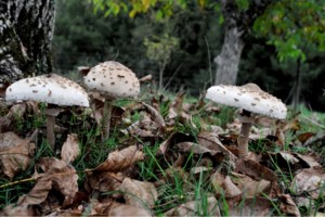 Πήραν τα βουνά στη Δυτική Μακεδονία: Πρωτοφανές μποτιλιάρισμα λόγω... μανιταριών