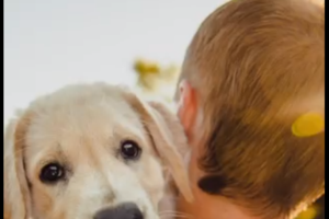 Απεργούν οι κτηνίατροι για την υποχρεωτική στείρωση - εικόνα 2