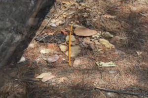 Αυτός είναι ο επίδοξος εμπρηστής με τα κεριά στη Μαλακάσα: Με ράστα και σκισμένο παντελόνι στα δικαστήρια [εικόνες] - εικόνα 4