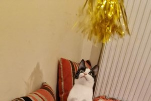 Ημέρα Υιοθεσίας Γάτας: Ανοίγουμε την αγκαλιά μας και την οικογένειά μας για ένα αδέσποτο ζώο - εικόνα 2