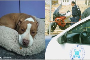 Τρόμος σε χωριό του Αγρινίου: Πίτμπουλ το έσκασε από αυλή - Μάχη με αδέσποτο και ηλικιωμένη