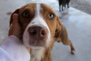 Αυτοψία της Εριέττας Κούρκουλου Λάτση και της Save a Greek Stray στο κυνοκομείο Τρίπολης: "Αρρωστήσαμε με τα σκελετωμένα σκυλιά" - εικόνα 2