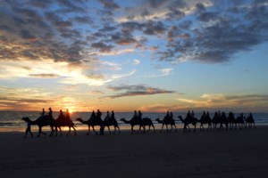 Η Αυστραλία βλέπει τα κοάλα να χάνονται - Χαρακτηρίστηκαν επίσημα είδος υπό εξαφάνιση