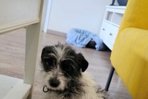 Σώστε ένα αδεσποτάκι: H Γιασεμί έχει έξοδο και δεν είναι καθόλου ικανοποιημένη από την μανικιουρίστα της - εικόνα 8