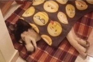 Δημοσιογράφος βούρκωσε μιλώντας για τον Ολιβερ στην Αράχωβα: "Χίλια συγγνώμη, δεν μου έχει ξανασυμβεί" - εικόνα 3