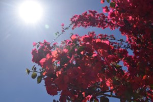 Καιρός: Ερχονται θερμοκρασίες καλοκαιριού στη χώρα - Που θα φτάσει τους 32 βαθμούς