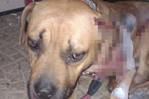 Νέα κτηνωδία στη Χίο: Πυροβόλησαν με δυο σφαίρες αδέσποτο σκυλί στο Πυργί - Σε κρίσιμη κατάσταση - εικόνα 2