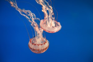 Κλιματική αλλαγή: Οι 12 προτάσεις της Κομισιόν που μπορούν να αλλάξουν τον πλανήτη