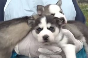 Η κάθε μέρα της ζωής ενός ανθρώπου που δεν γυρίζει την πλάτη στα αδέσποτα - εικόνα 3