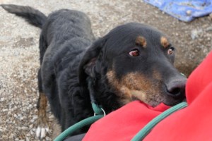 Σώστε ένα αδεσποτάκι: Το Ερηνάκι - Λυγίσαμε έξω από το κλουβί της στο κυνοκομείο Σπάρτης - εικόνα 6