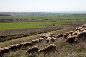 Νέα Μανωλάδα: Ύποπτο κρούσμα ευλογιάς σε κοπάδι