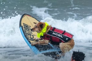 Στο Gov.gr Wallet τα στοιχεία των ζώων συντροφιάς