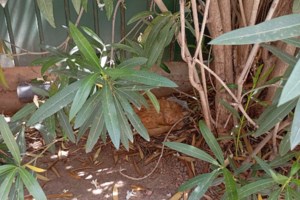 Δονούσα: Πρόστιμο πάνω από 1,7 εκατ. ευρώ σε 63χρονο για βασανισμό ζώων - Είχε φυλακίσει 58 γάτες [βίντεο] - εικόνα 2