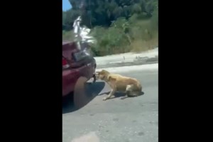 Κτηνωδία στην Εύβοια: Πυροβόλησαν το σκυλάκι μασκότ της Κύμης - Έχει τραύματα σε θώρακα και πόδια [εικόνες]