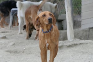 Ξεκίνησε η λειτουργία της πρώτης αστυνομίας ζώων στην Κρήτη- Έλεγχοι για τις συνθήκες διαβίωσης - εικόνα 2